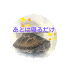 チロ＆マロの亀スタンプ第二段（個別スタンプ：27）