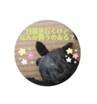 チロ＆マロの亀スタンプ第二段（個別スタンプ：30）