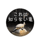 チロ＆マロの亀スタンプ第二段（個別スタンプ：31）