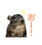 チンチラのおはぎくん6（個別スタンプ：1）