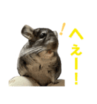 チンチラのおはぎくん6（個別スタンプ：6）