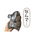 チンチラのおはぎくん6（個別スタンプ：8）
