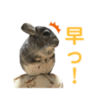 チンチラのおはぎくん6（個別スタンプ：9）