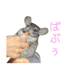 チンチラのおはぎくん6（個別スタンプ：19）