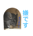 チンチラのおはぎくん6（個別スタンプ：20）