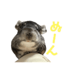 チンチラのおはぎくん6（個別スタンプ：22）