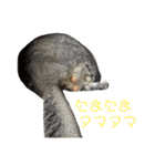 チンチラのおはぎくん6（個別スタンプ：23）