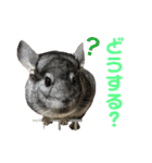 チンチラのおはぎくん6（個別スタンプ：36）