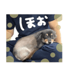 ととぴ（個別スタンプ：29）