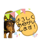 ミニチュアダックスりん物語挨拶編（個別スタンプ：4）