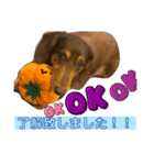ミニチュアダックスりん物語挨拶編（個別スタンプ：5）