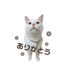 りくまるすたんぷ②（個別スタンプ：1）
