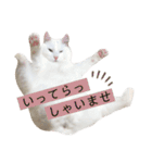 りくまるすたんぷ②（個別スタンプ：2）