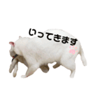 りくまるすたんぷ②（個別スタンプ：3）