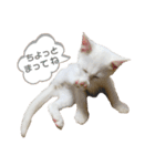 りくまるすたんぷ②（個別スタンプ：31）