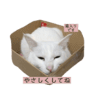 りくまるすたんぷ②（個別スタンプ：38）
