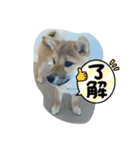 めちゃくちゃかわいい柴犬子犬のスタンプ（個別スタンプ：4）