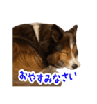 シェルティー リック君スタンプ（個別スタンプ：2）