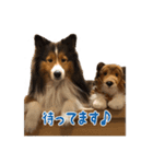 シェルティー リック君スタンプ（個別スタンプ：7）