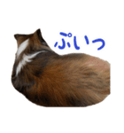 シェルティー リック君スタンプ（個別スタンプ：13）