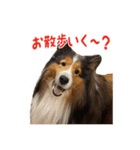 シェルティー リック君スタンプ（個別スタンプ：16）