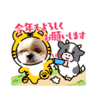 シーズー犬！（個別スタンプ：19）