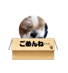 シーズー犬！（個別スタンプ：28）