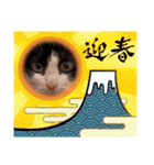 おもしろい猫4（個別スタンプ：1）