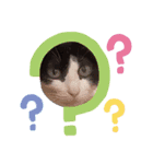 おもしろい猫4（個別スタンプ：7）