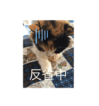 モモちゃん12/ 5（個別スタンプ：3）