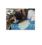 モモちゃん12/ 5（個別スタンプ：6）