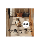 モモちゃん12/ 5（個別スタンプ：10）