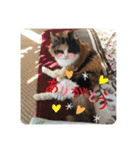 モモちゃん12/ 5（個別スタンプ：11）
