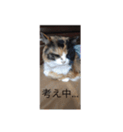 モモちゃん12/ 5（個別スタンプ：16）