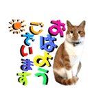 ねねこ♥⑮実写猫〜日常会話スタンプ（個別スタンプ：1）