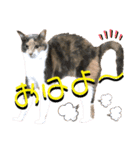 ねねこ♥⑮実写猫〜日常会話スタンプ（個別スタンプ：2）