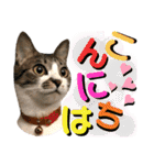 ねねこ♥⑮実写猫〜日常会話スタンプ（個別スタンプ：3）