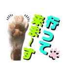 ねねこ♥⑮実写猫〜日常会話スタンプ（個別スタンプ：5）