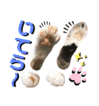 ねねこ♥⑮実写猫〜日常会話スタンプ（個別スタンプ：7）