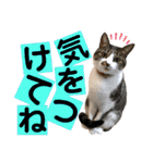 ねねこ♥⑮実写猫〜日常会話スタンプ（個別スタンプ：8）