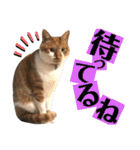 ねねこ♥⑮実写猫〜日常会話スタンプ（個別スタンプ：9）