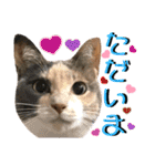 ねねこ♥⑮実写猫〜日常会話スタンプ（個別スタンプ：10）