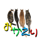 ねねこ♥⑮実写猫〜日常会話スタンプ（個別スタンプ：11）