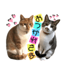 ねねこ♥⑮実写猫〜日常会話スタンプ（個別スタンプ：12）