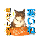 ねねこ♥⑮実写猫〜日常会話スタンプ（個別スタンプ：13）