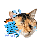 ねねこ♥⑮実写猫〜日常会話スタンプ（個別スタンプ：14）