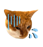 ねねこ♥⑮実写猫〜日常会話スタンプ（個別スタンプ：15）
