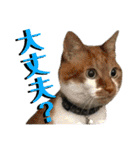 ねねこ♥⑮実写猫〜日常会話スタンプ（個別スタンプ：16）