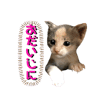 ねねこ♥⑮実写猫〜日常会話スタンプ（個別スタンプ：17）