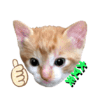 ねねこ♥⑮実写猫〜日常会話スタンプ（個別スタンプ：18）